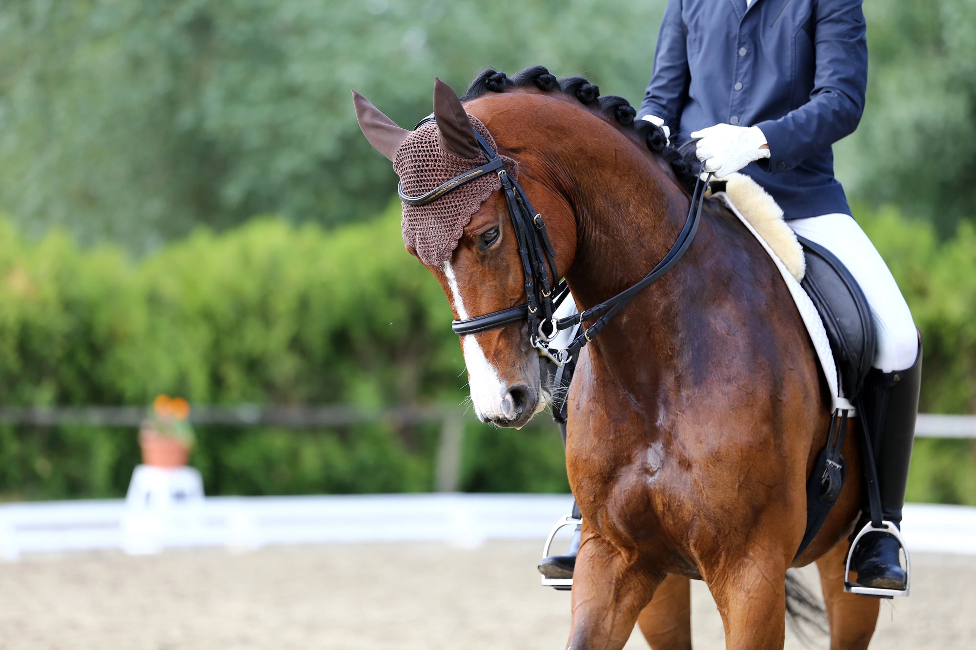 Gesunder Pferde Rücken?! Nur über den Rücken reiten ist gesund!